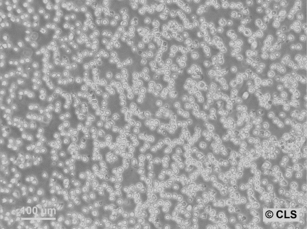 TK6 Cells
