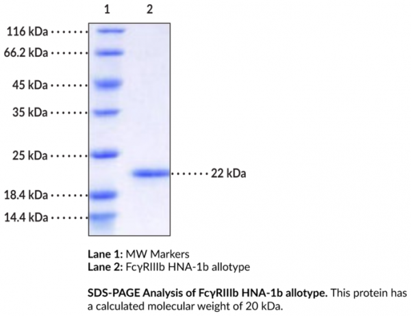 FcgammaRIIIb/CD16b HNA-1b allotype (human, recombinant)