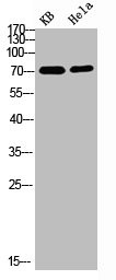 Anti-Phospho-PRC1 (Thr481)