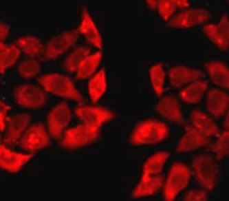 Anti-PPID / cyclophilin 40