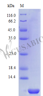C-X-C motif chemokine 2 protein (CXCL2) (Active), human, recombinant