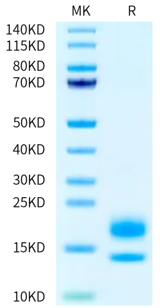 Human VEGF110 Protein