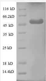 WD repeat-containing protein 1 (WDR1), partial, human, recombinant