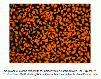 Live or Dead(TM) Fixable Dead Cell Staining Kit *Orange Fluorescence with 405 nm Excitation*