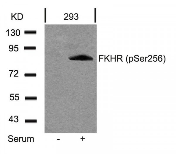 Anti-phospho-FKHR (Ser256)