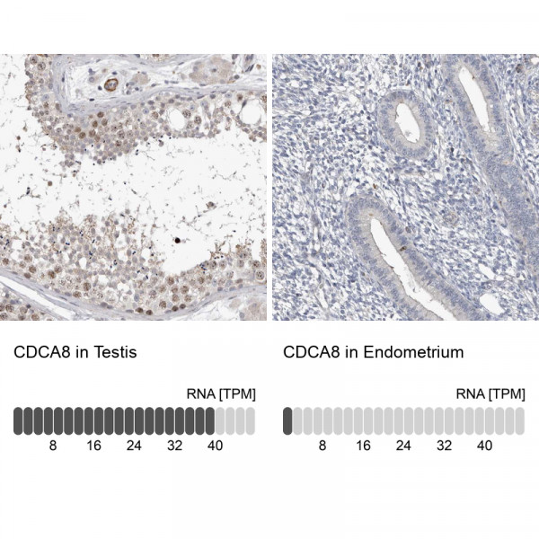 Anti-CDCA8