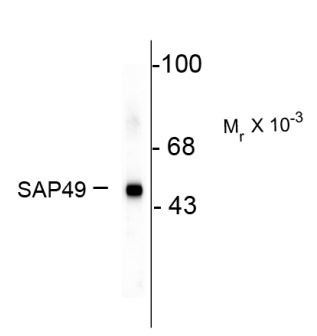 Anti-SAP49, clone 3A1