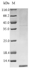 Protein K3 (VACWR034), Vaccinia virus, recombinant