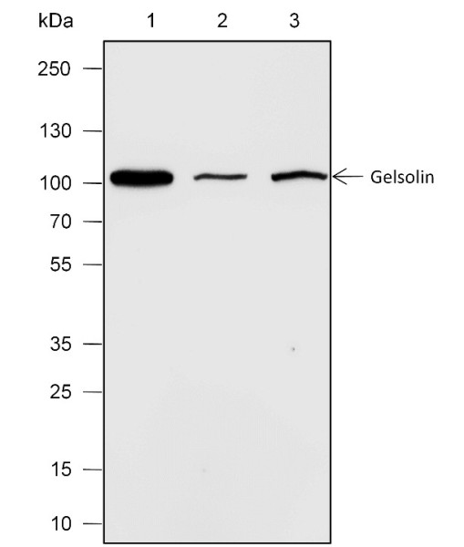 Anti-Recombinant Gelsolin, clone A612