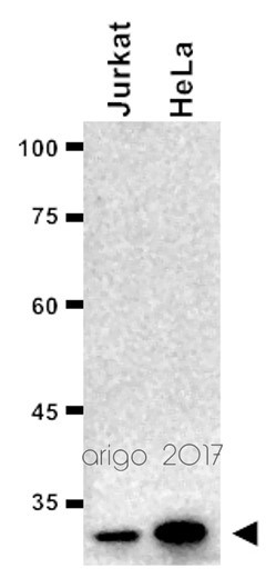 Anti-CDC2, clone POH-1