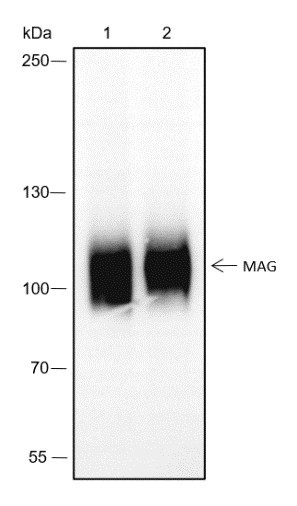 Anti-Recombinant MAG, clone A292