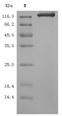 Semaphorin-4D (Sema4d), partial (Active), mouse, recombinant
