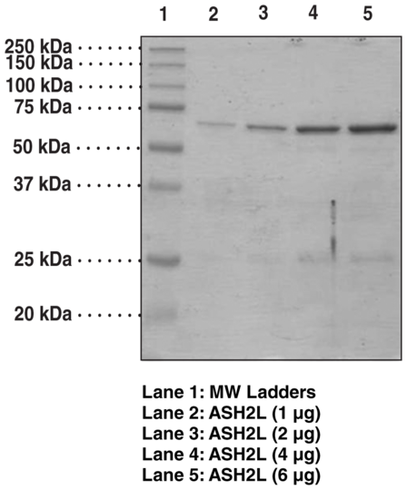 ASH2L (human recombinant)