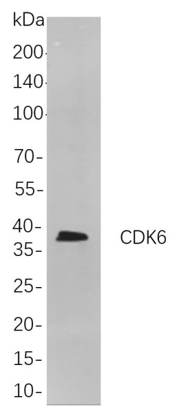 Anti-Recombinant CDK6, clone 8D8