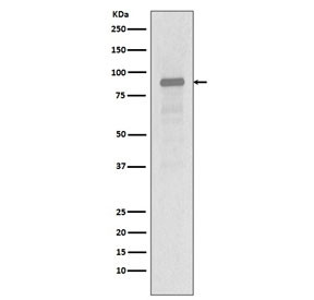 Anti-Hsp90 alpha / HSP90AA1, clone BAD-8