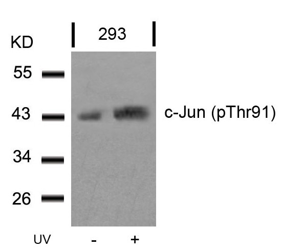 Anti-phospho-c-Jun (Thr91)