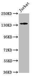 Anti-ATP2B3
