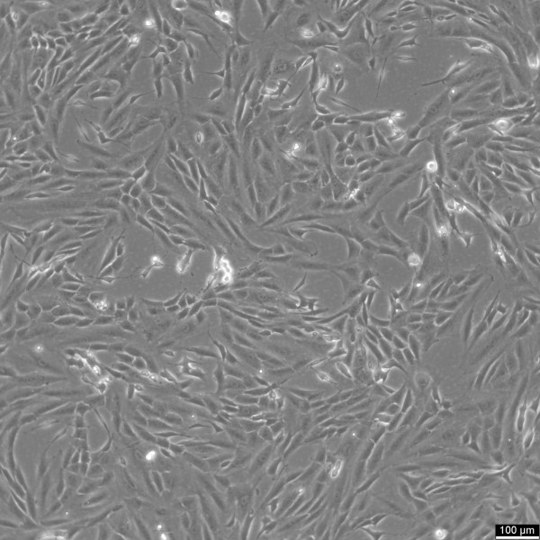SK-N-SH Cells