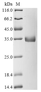 Neurogenin-3 (NEUROG3), human, recombinant