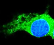 Anti-PIK3R3 / PI3K p55 gamma