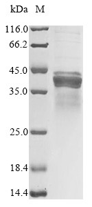 Apolipoprotein E (Apoe), mouse, recombinant