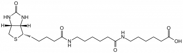 Biotin-XX