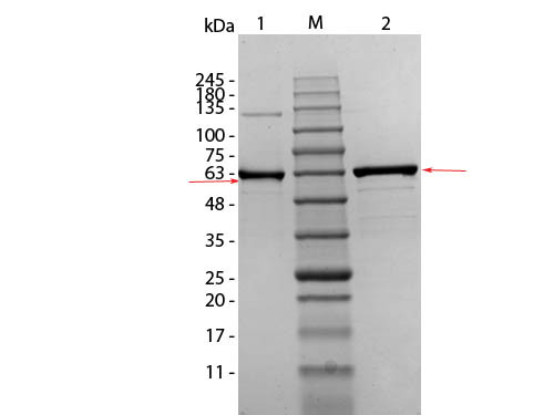 AKT1 mutant (T308A S473A) Human Recombinant Protein