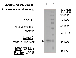 14-3-3 epsilon Protein, His-tag (Mouse)