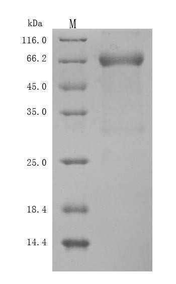Leukemia inhibitory factor (LIF) (Active), human, recombinant
