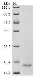 Augurin (ECRG4), partial, human, recombinant