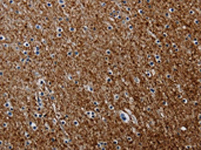 Anti-PCDHAC1