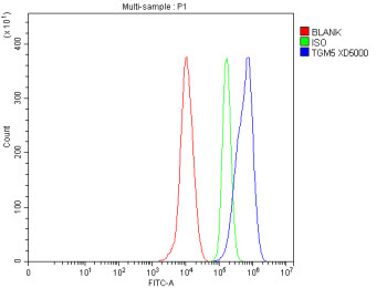 Anti-TGM5 / Transglutaminase 5