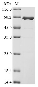 Peptidoglycan-associated lipoprotein (pal), Biotinylated, Escherichia coli, recombinant
