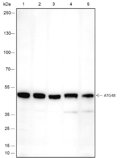 Anti-Recombinant ATG4B, clone A447