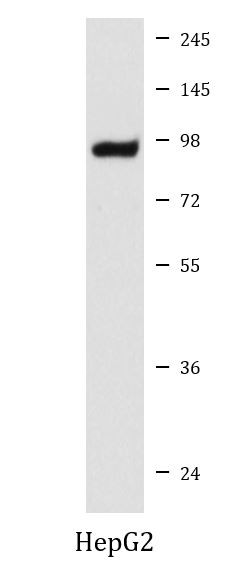 Anti-USP13