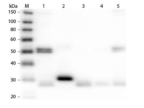 Anti-Rat IgG (H&amp;L) [Donkey] (Min X Bv Ch Gt Gp Ham Hs Hu Ms Rb &amp; Sh serum proteins) Rhodamine conjug