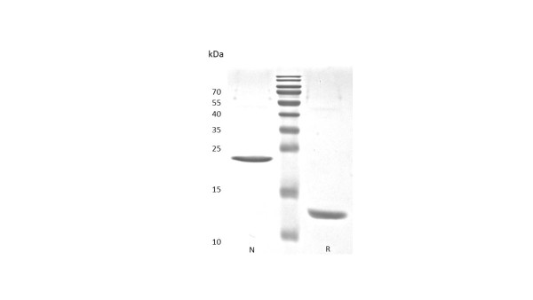 Recombinant Human Activin A
