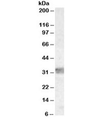 Anti-MYD88