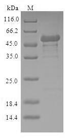 Nicotinamide mononucleotide adenylyltransferase 1 (NMNAT1), human, recombinant
