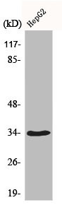 Anti-CDK2