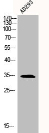 Anti-HMG20B