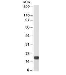 Anti-Superoxide Dismutase 1 [Biotin Conjugate]