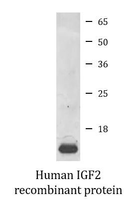 Human IGF2 recombinant protein (Active)