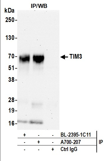 Anti-TIM3 Recombinant Monoclonal