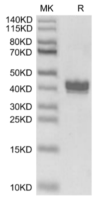 APLN hFc Chimera[Biotin], Avi, Mouse