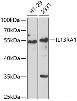 Anti-IL13RA1