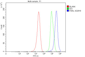 Anti-PARL / Presenilins-associated rhomboid-like protein