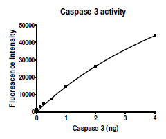 Caspase-3, His-tag