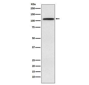 Anti-Exportin 1 / XPO1 / CRM1, clone AEFD-24