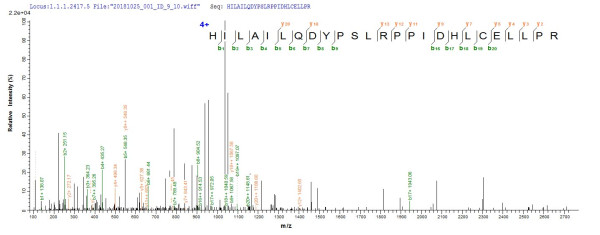 NADPH--cytochrome P450 reductase (Por), partial, mouse, recombinant